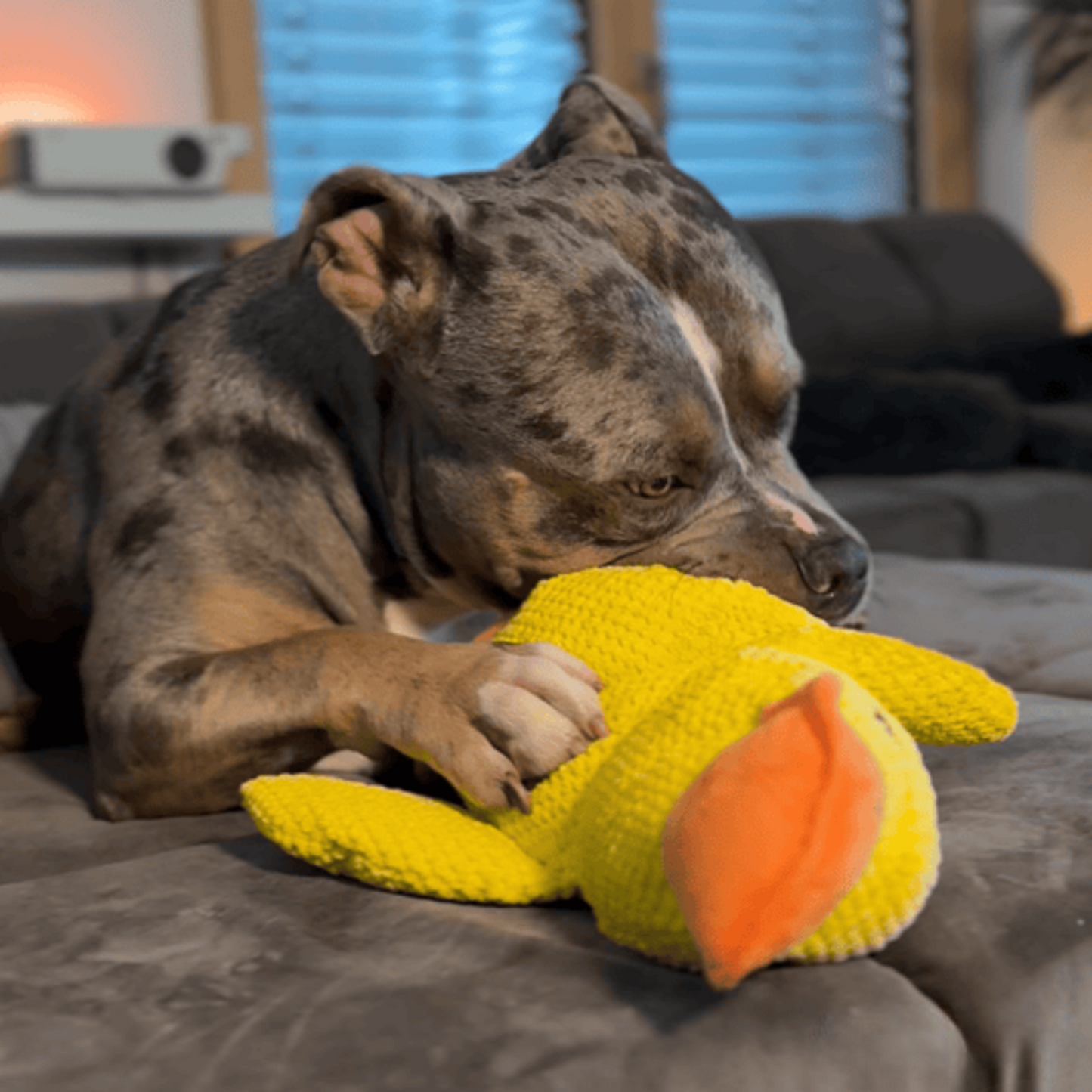 Anti-Stress Ente für Hunde