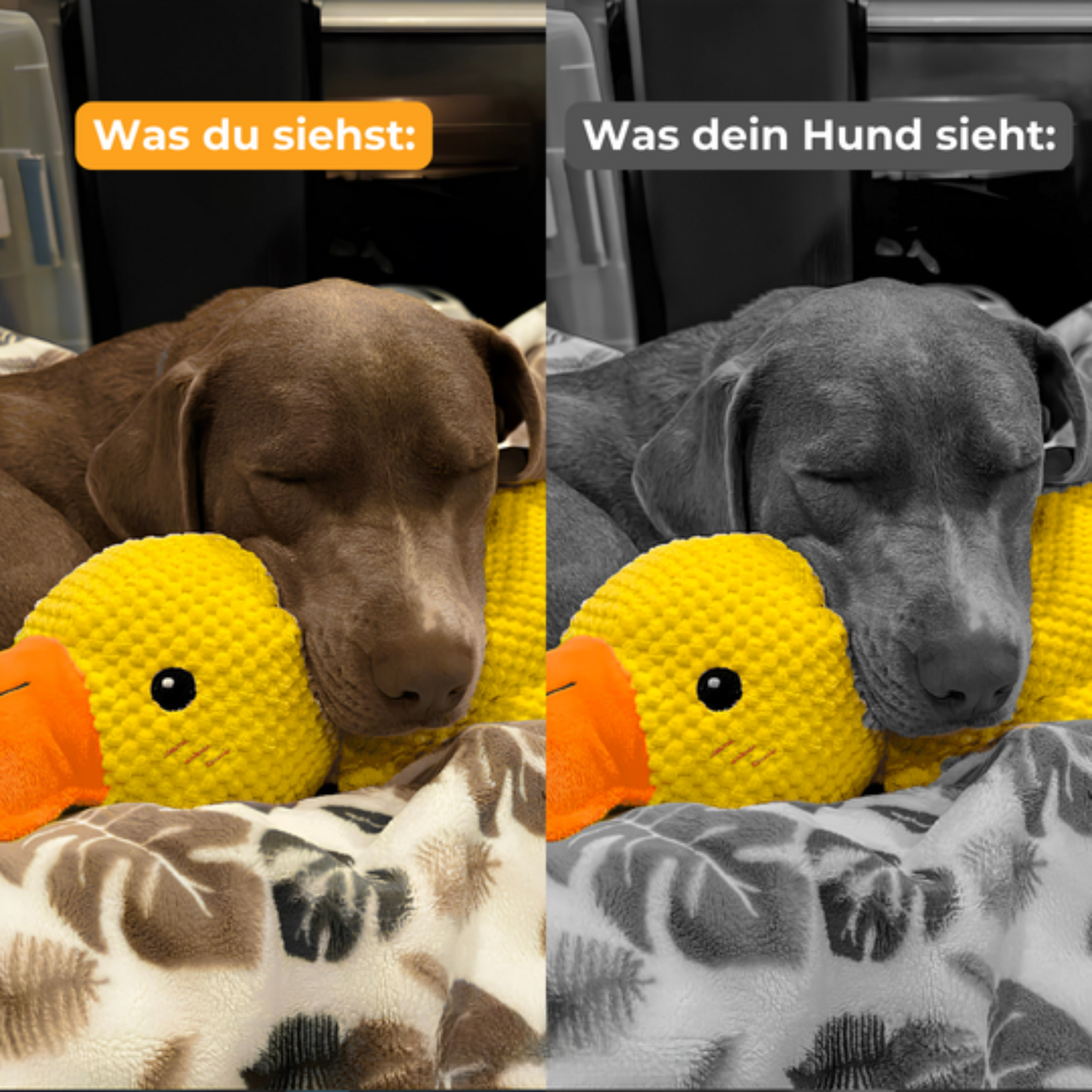 Anti-Stress Ente für Hunde