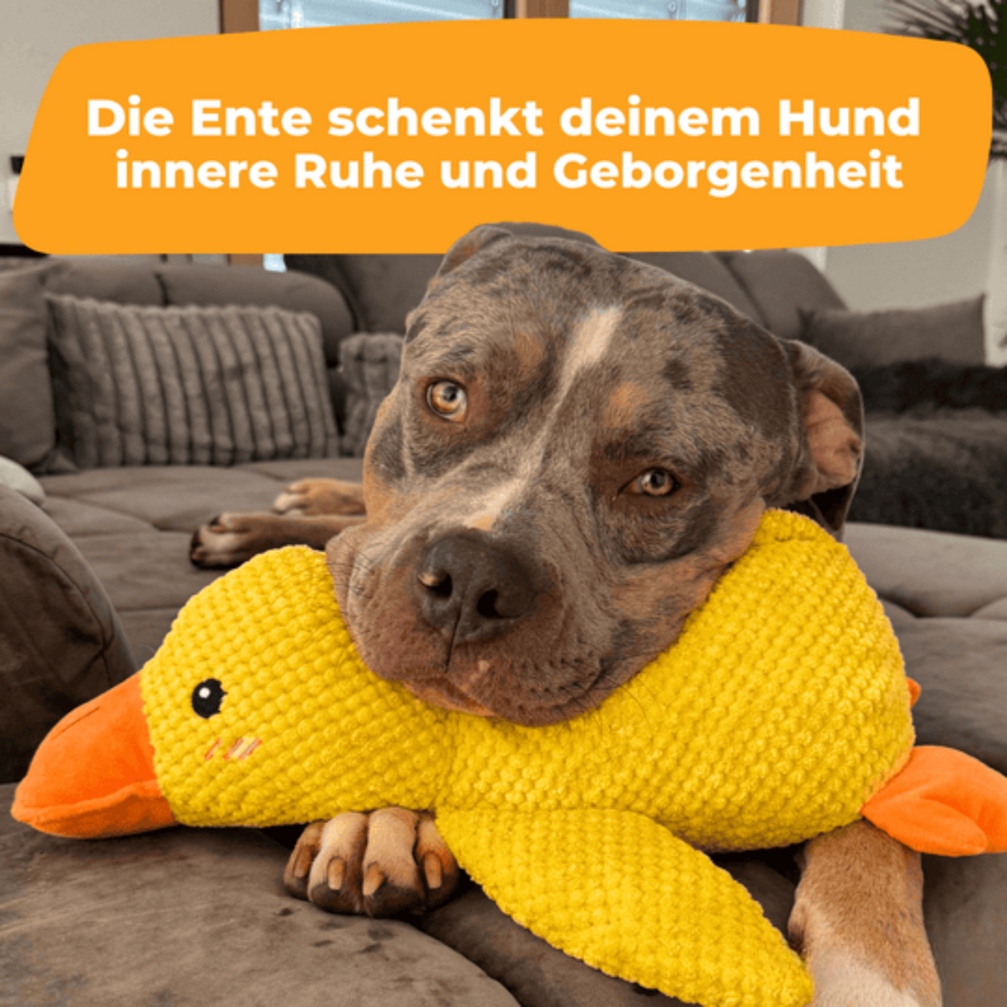 Anti-Stress Ente für Hunde